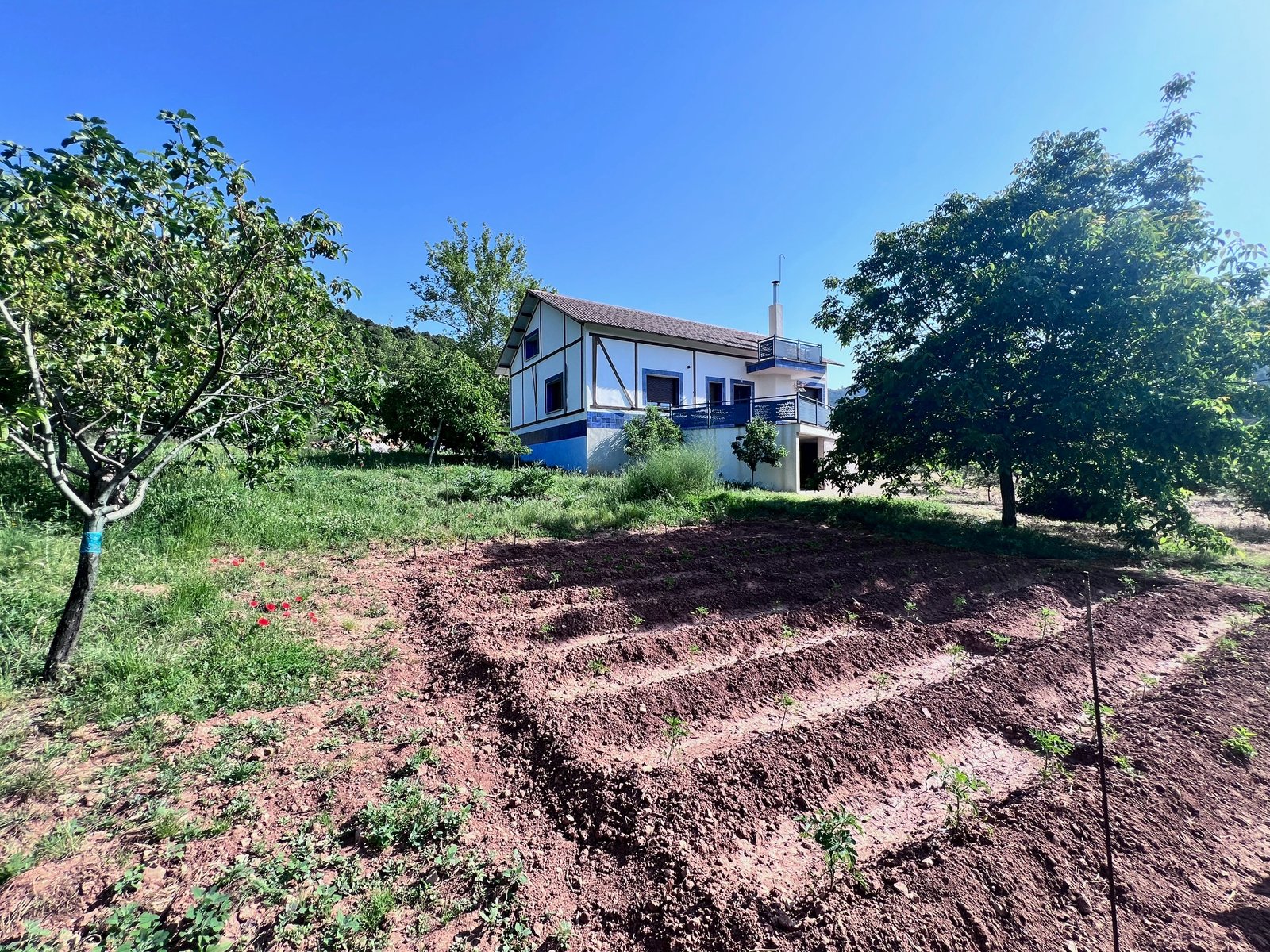 Encinar de la Sierra del Segura donde trabajan los perros truferos de Riópar Trufa Experience, Albacete