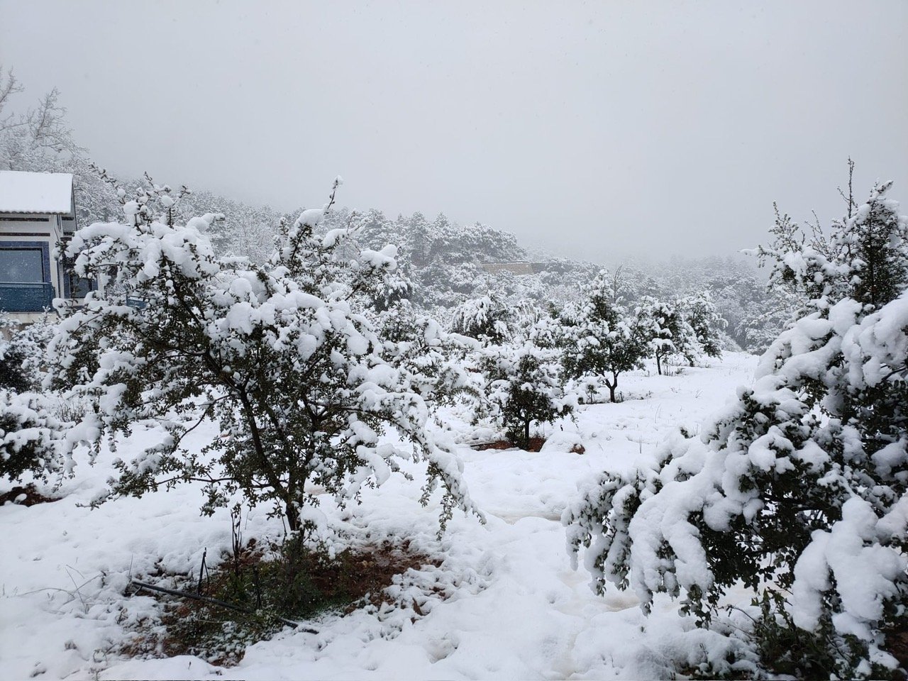 Temporada de trufa negra en invierno — Riópar nevado Sierra del Segura